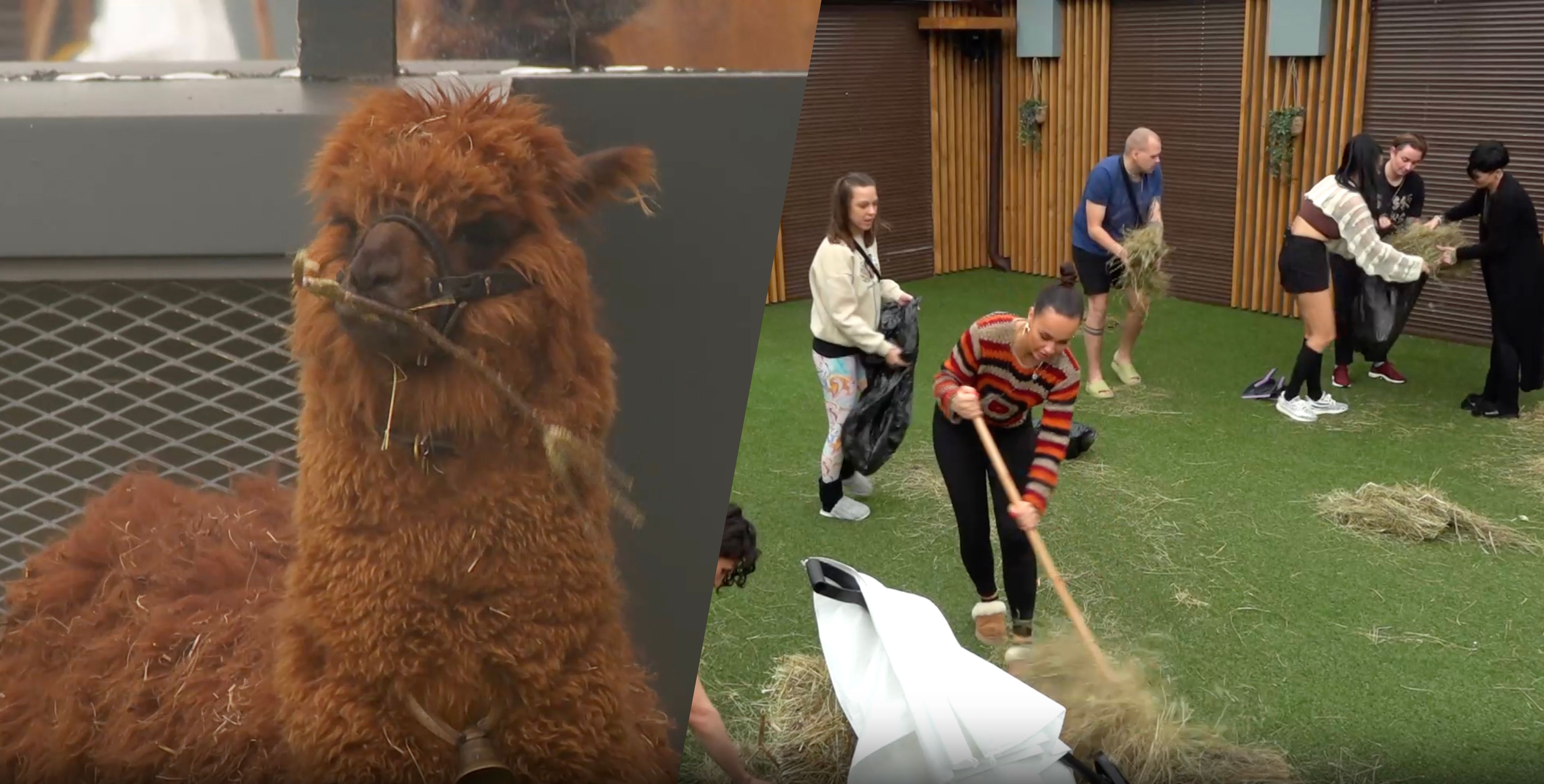 Dům Big Brothera má nové členy: Na dvorek se nastěhovaly lamy a kozy | TV  Nova