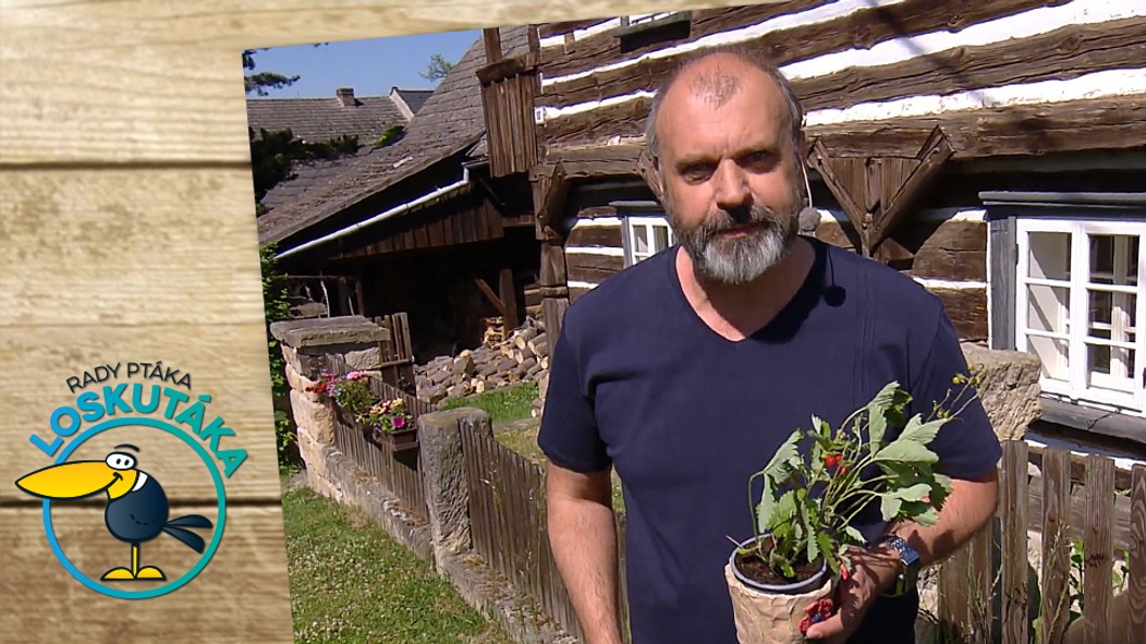 Rady ptáka Loskutáka - 11. 6. 2022