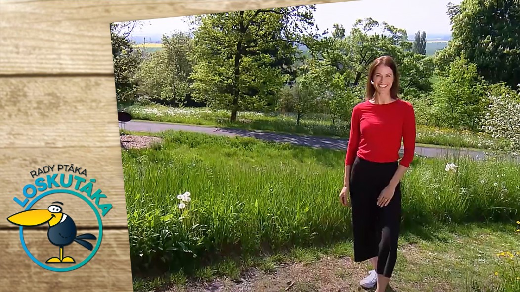 Rady ptáka Loskutáka - poutání na výstavu
