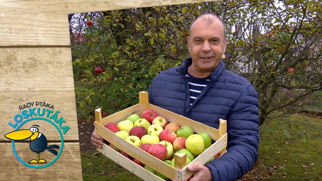 Rady ptáka Loskutáka - 28. 11. 2020