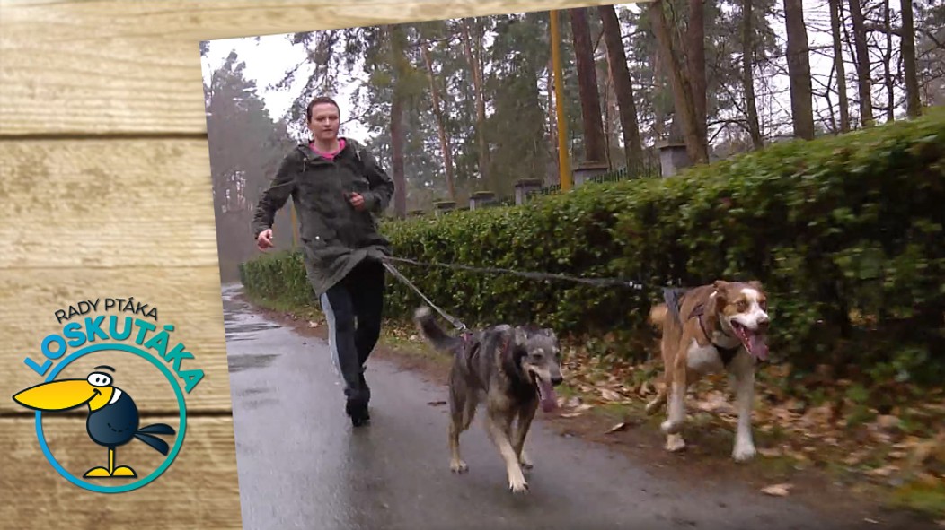Rady ptáka Loskutáka - dogtrekking