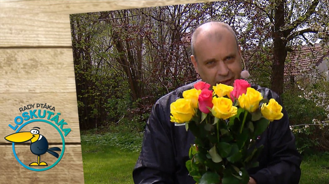 Rady ptáka Loskutáka - 8. 5. 2021