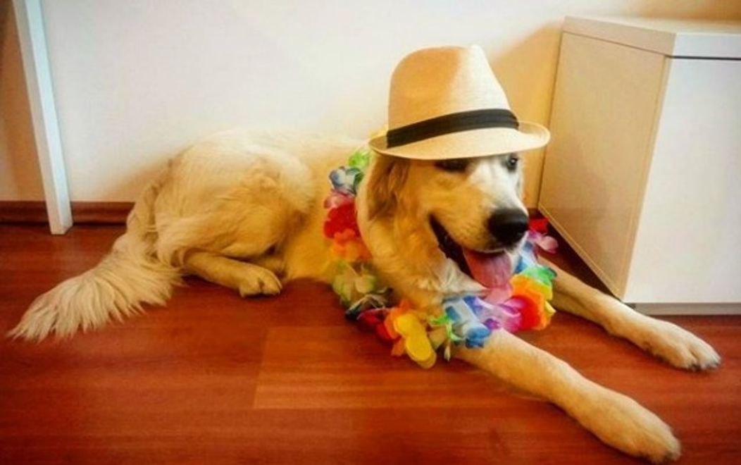 Snídaňové štěně Sunny - 1