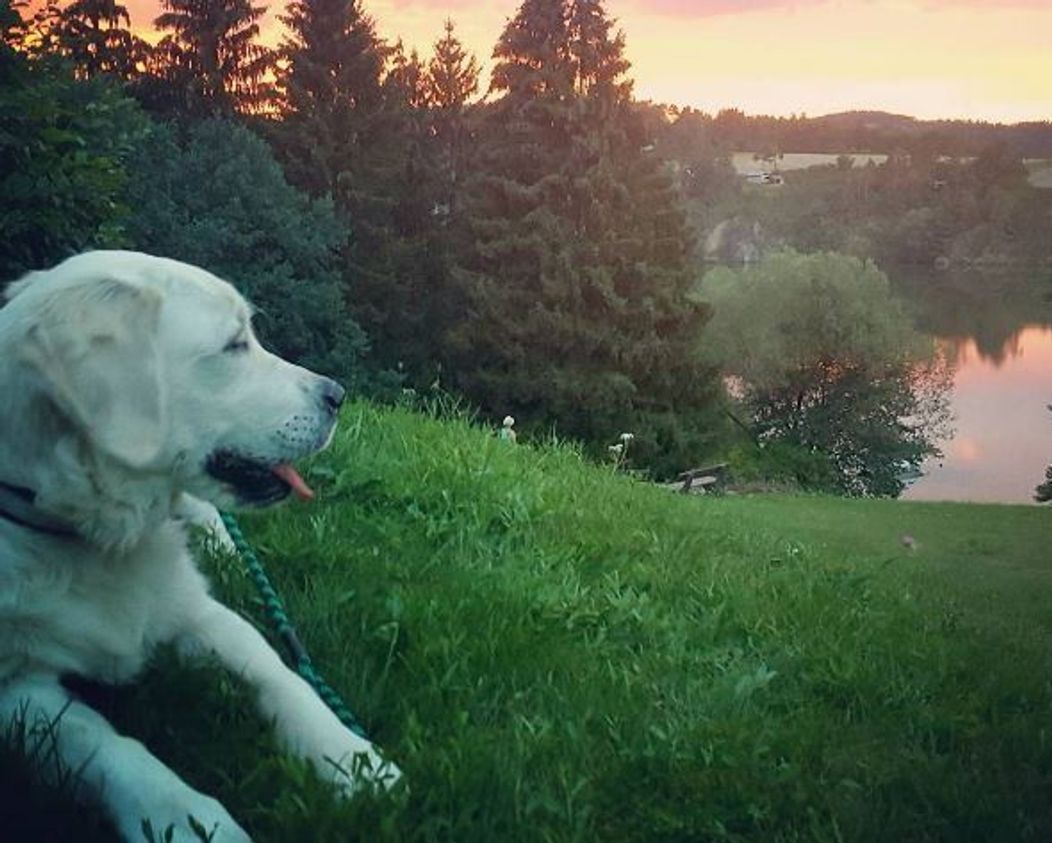 Snídaňové štěně - Sunny - 12