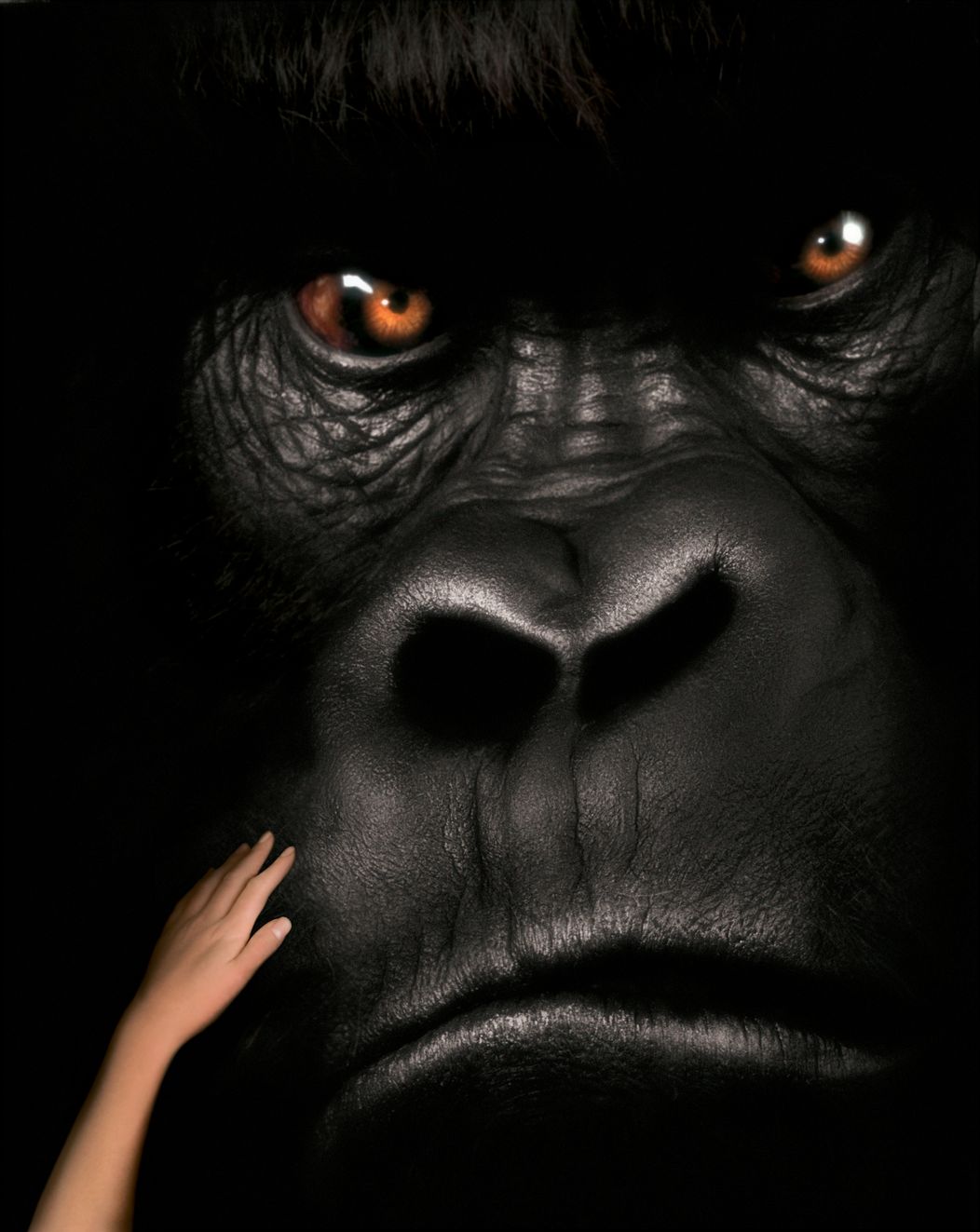 Velký Joe - Mighty Joe Young 1998 - 5