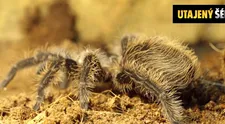 NIC PRO ARACHNOFOBIKY: Pavouci, hadi a další havěť. Utajený šéf musí překonat své fóbie!