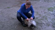 DERATIZACE VE VÝMĚNĚ: Náhradní manželce se zvedne žaludek, když natrefí na semeniště blech! VIDEO