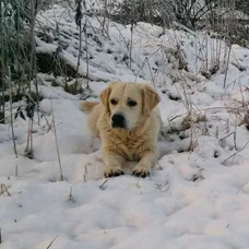 Sunnyho Vánoce a Silvestr - 6