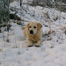 Sunnyho Vánoce a Silvestr - 6