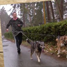 Rady ptáka Loskutáka - dogtrekking