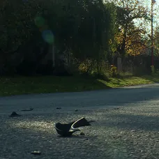 Výměna manželek: Auto srazilo psa přímo při natáčení! - 17