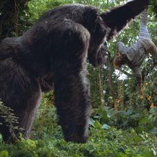 Velký Joe - Mighty Joe Young 1998 - 3