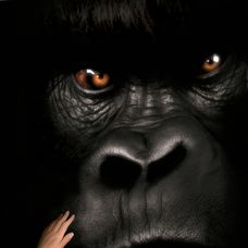 Velký Joe - Mighty Joe Young 1998 - 5
