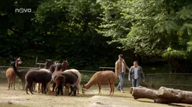 15. díl - Divoká zvířata