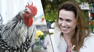Herci z Jedné rodiny natáčeli s kohoutem: Opeřenec úplně odrovnal štáb