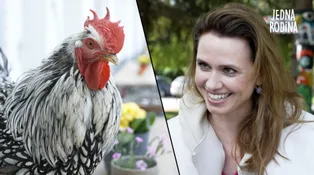 Herci z Jedné rodiny natáčeli s kohoutem: Opeřenec úplně odrovnal štáb