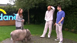 Miniprasátko? Omyl! Hubert má 124 kilo a umí potrápit víc než děti
