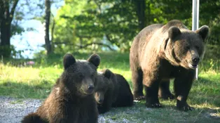 Jedinečná série Medvěd: Pro jedny nebezpečná šelma, pro druhé plachý tvor