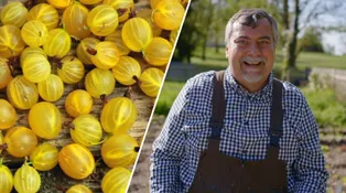 Angrešt je ovocný poklad plný vitaminů a minerálů