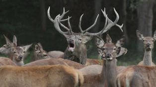 Do lesa – 5. díl: Jeleni v říji Do lesa – 5. díl: Jeleni v říji