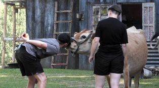 Vystřižená scéna: Farmáři se sbližovali s krávami. Krmili je z úst do úst