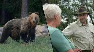 Chování medvědů se během let změnilo. Lidé je naučili, aby se jich nebáli