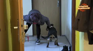 Výměna manželek