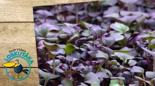 Jak dodat tělu zdraví prospěšné látky? Vyhledejte klíčky a microgreens