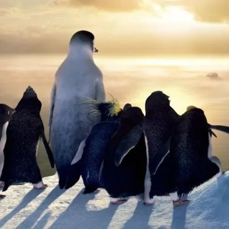 Happy feet - 10