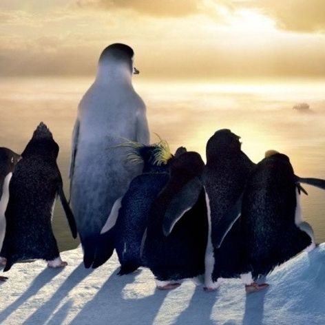 Happy feet - 10