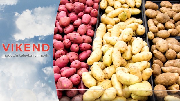 Češi brambory přímo zbožňují! Jak se z obyčejné plodiny stala luxusní surovina?