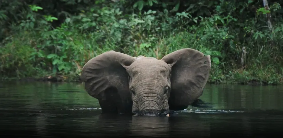 Elephangelist
