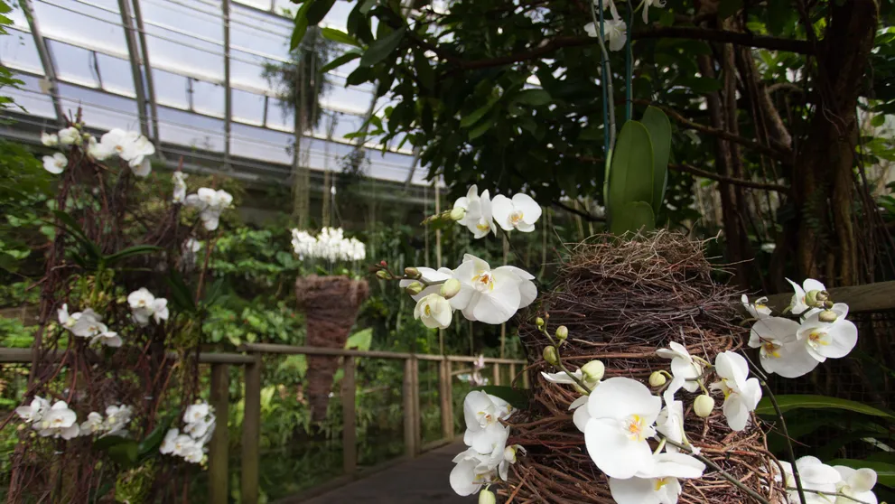 Botanická zahrada v Troji zve na výstavu tropických orchidejí