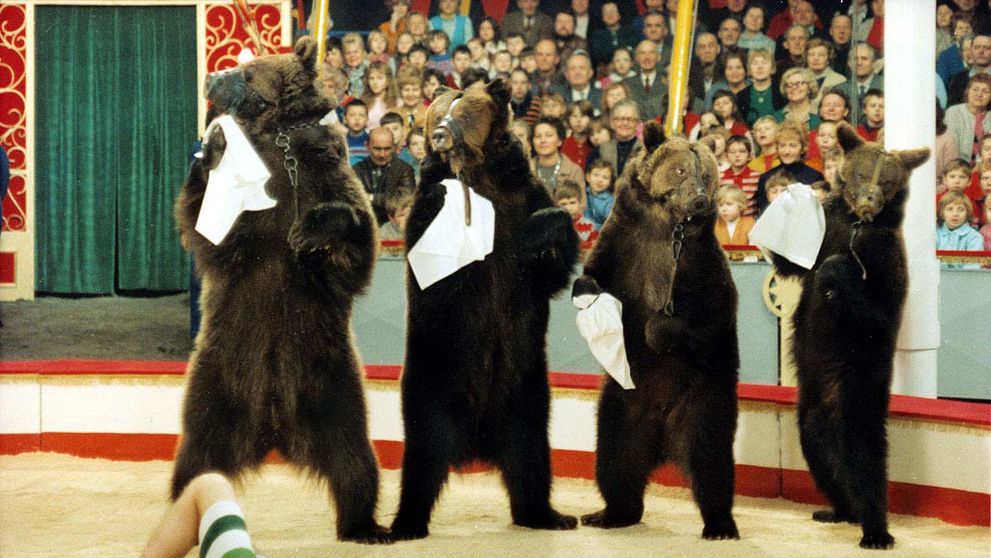 TAJEMSTVÍ z natáčení filmu Šest medvědů s Cibulkou: Zuřivé šelmy při natáčení filmu zdemolovaly celý kabinet!